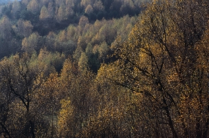 Jazwina 2 natural fil