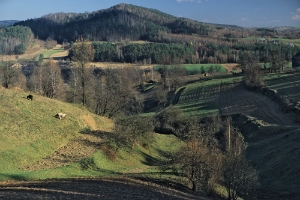 Widełki krowki fil