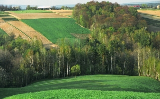 Zbelutka wiosna 2