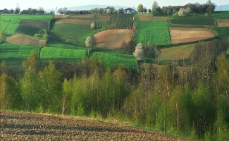 Zbelutka wiosna