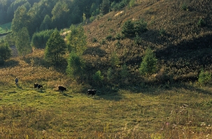 Zbelutka krowki natural fil