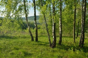 BGF0525i