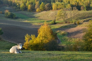 BGF1463i