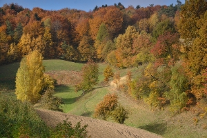 BGF9641i  Stoki Góry Włochy