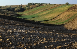pola Wygielzow fil